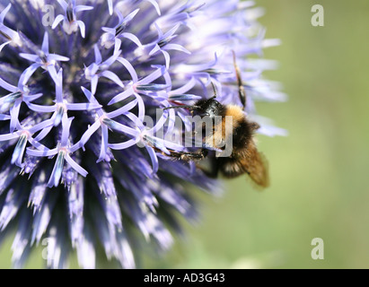 Bee à Borde Hill Gardens Sussex England Banque D'Images