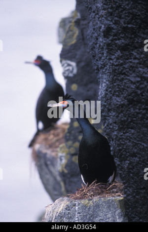 Face rouge cormoran Phalacrocorax urile sur le Priblof Ile de Saint Paul au milieu de la mer de Béring en Alaska Banque D'Images