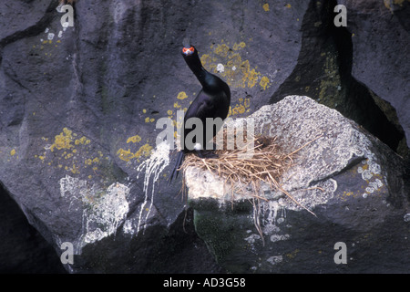 Face rouge cormoran Phalacrocorax urile sur le Priblof ile de Saint Paul au milieu de la mer de Béring en Alaska Banque D'Images