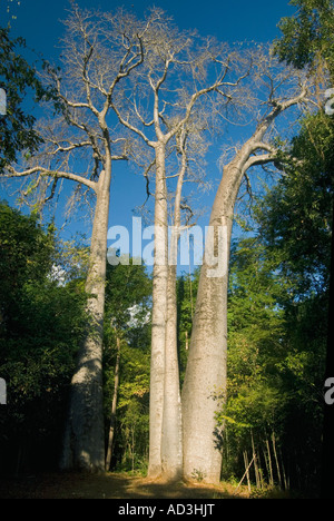 Les baobabs (Adansonia sp) Parc National Ankarafantsika, Ampijoroa, Madagascar Banque D'Images