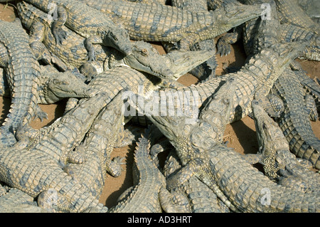 Les crocodiles du Nil (Crocodylus niloticus) Ferme des Crocodiles, Antananarivo, Madagascar Banque D'Images