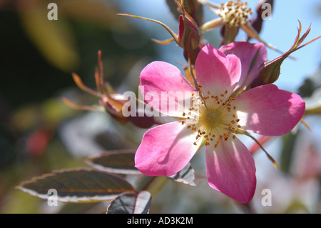 Rosa rubrifolia glauca Banque D'Images