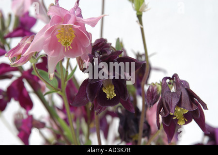 Ancolies (Aquilegia vulgaris) Banque D'Images