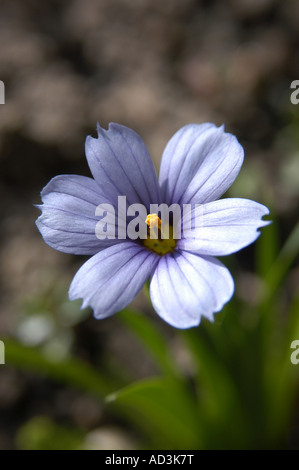 Sisyrinchium 'Californian Skies' Banque D'Images