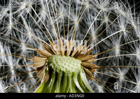 Dandylion Étude Graines Banque D'Images