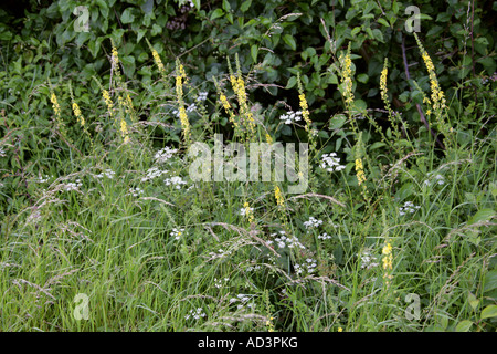 Aigremoine Agrimonia eupatoria Rosaceae Banque D'Images