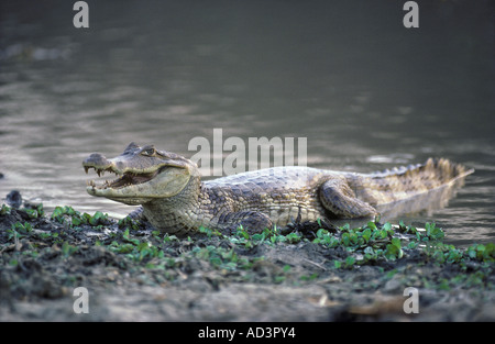 Ours à lunettes Caiman Caiman crocodilus Venezuela Banque D'Images