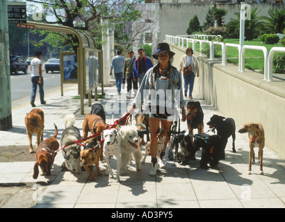Le dog sitter ou Paseador de Perros dans les rues de la ville de Buenos Aires, Argentine Banque D'Images