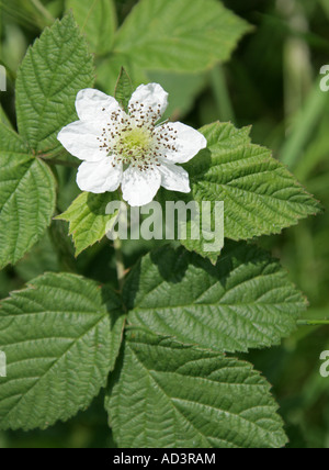 Brumble ou fleur de BlackBerry, Rubus fruticosus, Rosaceae Banque D'Images