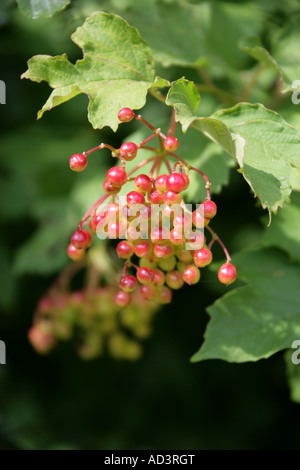 Viburnum opulus Adoxaceae Guelder Rose Banque D'Images