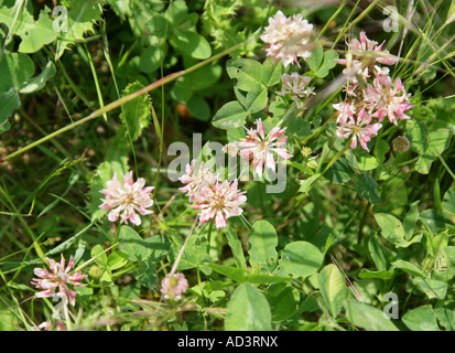 Le trèfle blanc, Trifolium repens, Fabaceae (Leguminosae) Banque D'Images