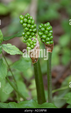 Cuckoo pint, Arum maculatum, Araceae. Également connu sous le nom de Lords and Ladies, Cuckoo Pintle et Wake Robin Banque D'Images