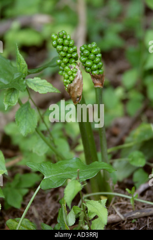 Cuckoo pint, Arum maculatum, Araceae. Également connu sous le nom de Lords and Ladies, Cuckoo Pintle et Wake Robin Banque D'Images