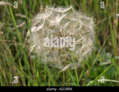 Barbe, Tragopogon pratensis, Asteraceae, composées. Tête de semences. Banque D'Images