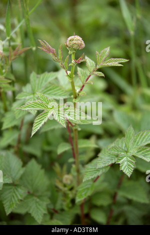 La reine-des-Prés Filipendula ulmaria Rosaceae Banque D'Images