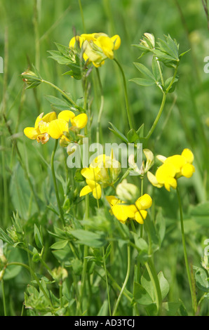 Les oiseaux communs Lotier corniculé, Lotus corniculatus, Fabaceae (Leguminosae) Banque D'Images