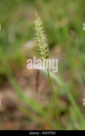 Cormoran à Dogstail, Cynosurus cristatus, Poaceae. Fleur d'herbe. Banque D'Images