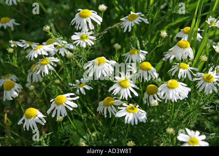 Camomille matricaire inodore Matricaria perforata, ou Tripleurospermum inodorum ou Tripleurospermum perforatum, Asteraceae Banque D'Images