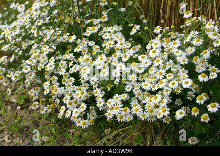 Camomille matricaire inodore Matricaria perforata, ou Tripleurospermum ...