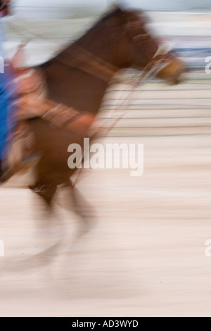 Chevaux de rodéo de préchauffage en préparation de Tucson rodeo Banque D'Images