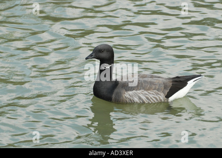 Brent Goose natation en eau libre Banque D'Images