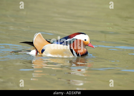 Canard Mandarin natation en eau libre Banque D'Images