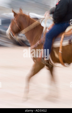 Chevaux de rodéo de préchauffage en préparation de Tucson rodeo Banque D'Images