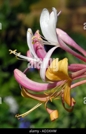 Honeysuckle Lonicera periclymenum in close up Banque D'Images