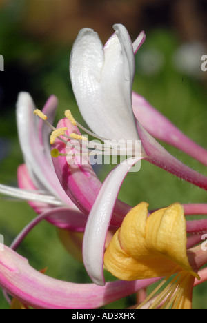 Honeysuckle Lonicera periclymenum in close up Banque D'Images