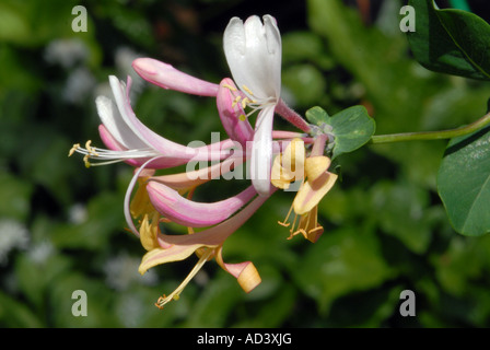 Honeysuckle Lonicera periclymenum in close up Banque D'Images