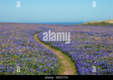 Bluebells sur l'île de Skomer Pembrokeshire Banque D'Images