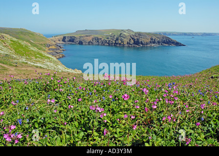 Campion et rouge sur l'île de Skomer jacinthes en Pembrokeshire à South Haven Banque D'Images