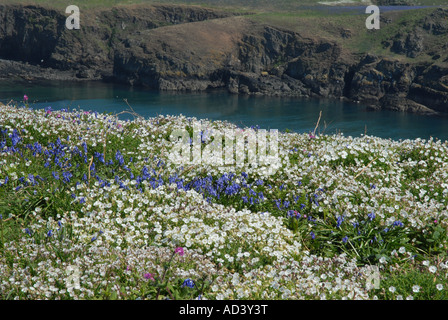 Campion et la mer sur l'île de Skomer jacinthes en Pembrokeshire à South Haven Banque D'Images