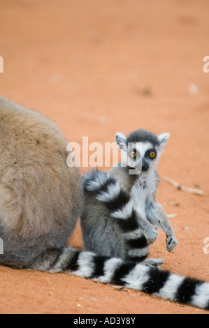 Untitled Document l'anneau (Lemur catta) le bébé et la mère, Bryanston, Madagascar Banque D'Images