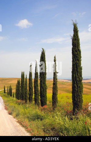 Promenade bordée de grands cyprès fins Toscane Italie, Europe, UE Banque D'Images