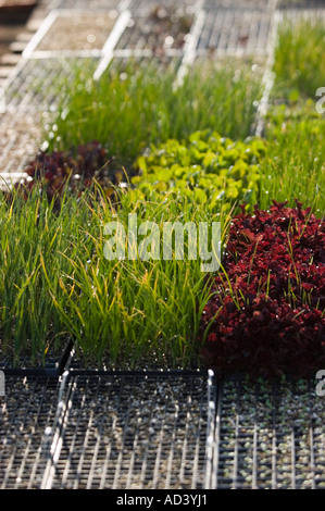 Pour la vente des plantes en serre Banque D'Images