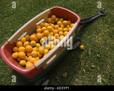 Les oranges dans les petits enfants wagon Banque D'Images