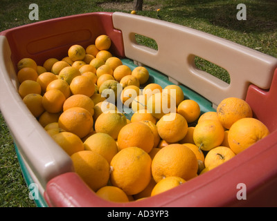 Les oranges dans les petits enfants wagon Banque D'Images