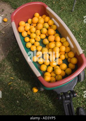 Les oranges dans les petits enfants wagon Banque D'Images