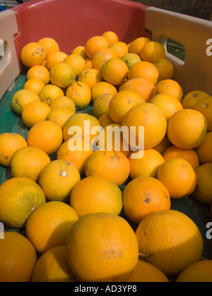 Les oranges dans les petits enfants wagon Banque D'Images