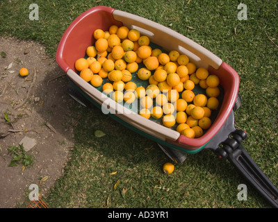 Les oranges dans les petits enfants wagon Banque D'Images