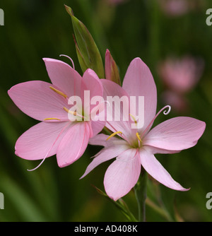 Shizostylis Jennifer (Kaffir Lily rose) Banque D'Images