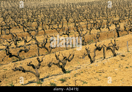 Vignoble des Côtes du Rhône en hiver, France Banque D'Images