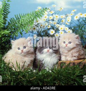 Chat domestique. Trois chatons persans assis devant des marguerites fleuries et des frondes de fougères Banque D'Images