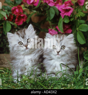 Chat persan. Deux chatons assis en face de fleurs dans un jardin Banque D'Images
