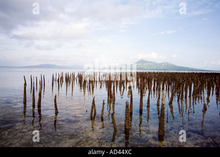 Mangrove à l'île de Bunaken Banque D'Images