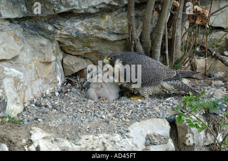 Le faucon pèlerin (Falco peregrinus), femme avec l'envol Banque D'Images