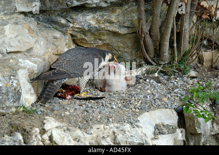 Le faucon pèlerin (Falco peregrinus), l'envol d'alimentation femelle Banque D'Images