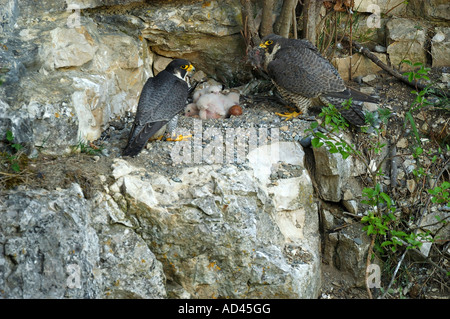 Le faucon pèlerin (Falco peregrinus), mâle et femelle à l'Aerie avec l'envol Banque D'Images