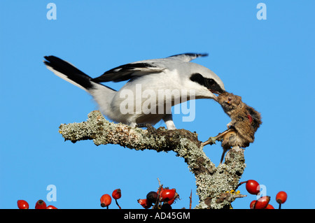 La migratrice (Lanius excubitor) avec sac, campagnol des champs (Microtus arvalis) Banque D'Images